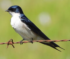 Hirundo dimidiata