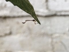 Leptopteromyia americana