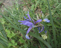 Iris pseudonotha