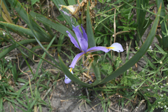 Iris pseudonotha