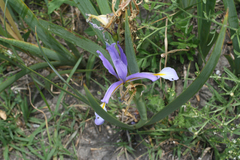 Iris pseudonotha