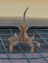 Phyllocrania illudens