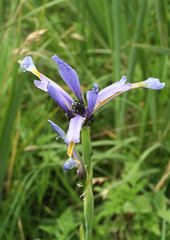Iris pseudonotha