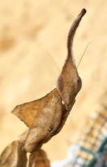 Phyllocrania illudens