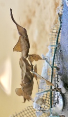 Phyllocrania illudens