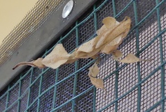 Phyllocrania illudens