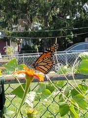 Danaus plexippus