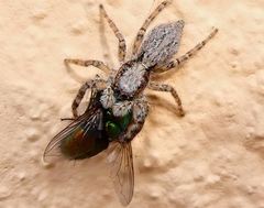 Menemerus taeniatus