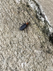 Plecia nearctica image