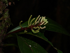 Peperomia pernambucensis