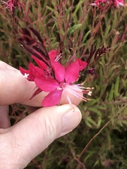 Oenothera lindheimeri