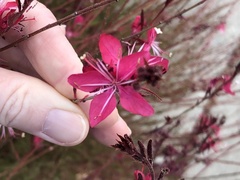 Oenothera lindheimeri