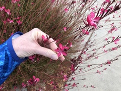 Oenothera lindheimeri