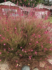 Oenothera lindheimeri