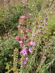 Liatris