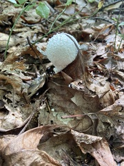 Amanita longipes