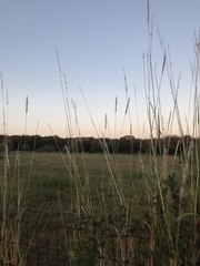 Bothriochloa longipaniculata