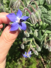 Borago officinalis