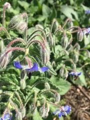 Borago officinalis