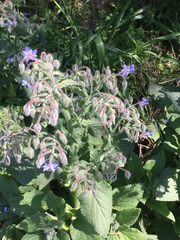 Borago officinalis