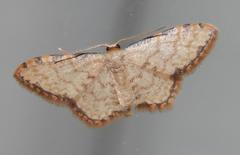 Idaea sublimbaria