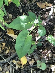 Symphyotrichum urophyllum