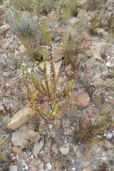 Aspalathus acanthes