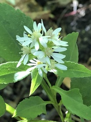 Symphyotrichum urophyllum