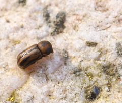 Trypodendron signatum