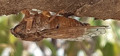 Cicada cretensis