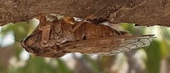 Cicada cretensis