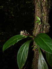 Peperomia pernambucensis