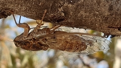 Cicada cretensis