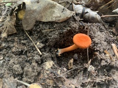 Cantharellus texensis
