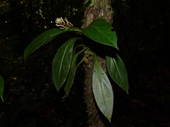 Peperomia pernambucensis