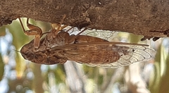 Cicada cretensis