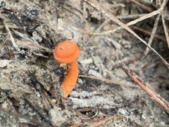 Cantharellus texensis