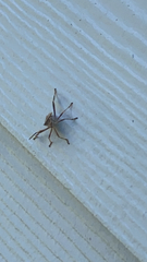 Leptoglossus clypealis