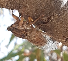 Cicada cretensis