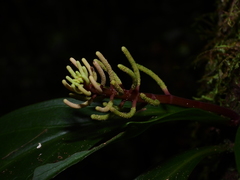 Peperomia pernambucensis