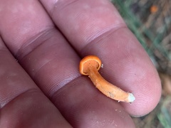 Cantharellus texensis
