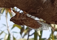 Cicada cretensis