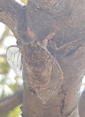 Cicada cretensis