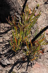 Protea denticulata