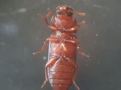 Tribolium castaneum