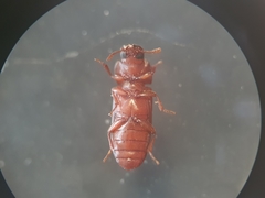 Tribolium castaneum