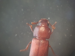 Tribolium castaneum