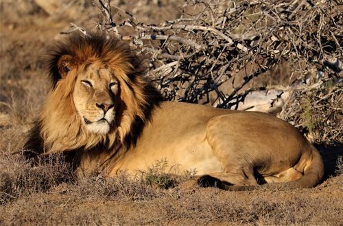 Lion (Panthera leo)