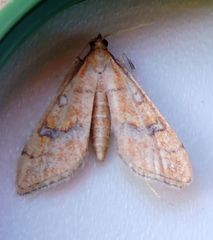 Choristostigma elegantalis