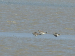 Calidris tenuirostris
